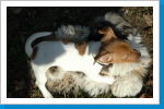 Klicken Sie auf das Bild, um es zu vergrößern