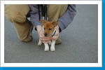 Klicken Sie auf das Bild, um es zu vergrößern